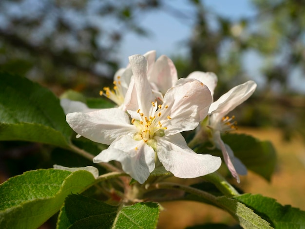 Fiori di melo Fuji al sole in primavera