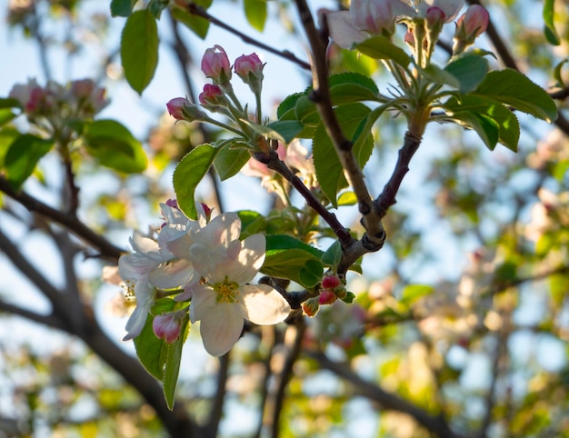 Fiori di melo Fuji al sole in primavera