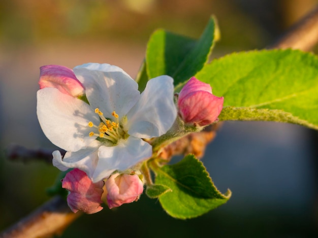 Fiori di melo Fuji e ape al sole in primavera