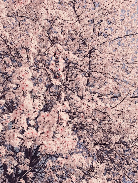 Fiori di melo in fiore in primavera come sfondo floreale