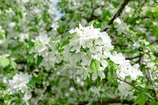 Fiori di melo in primavera su sfondo bianco. Bellissimo ramo con fiore bianco.