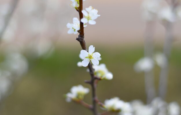 Fiori di melo in una giornata di primavera