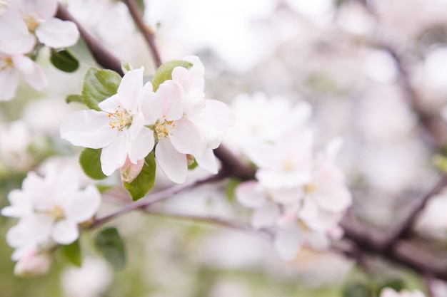 Fiori di melo. la parte portatrice di semi di una pianta, costituita da organi riproduttivi