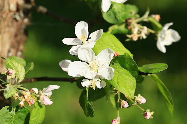 Fiori di melo nel giardino estivo