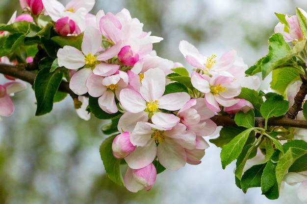 Fiori di melo Ramo di melo con delicati fiori rosa