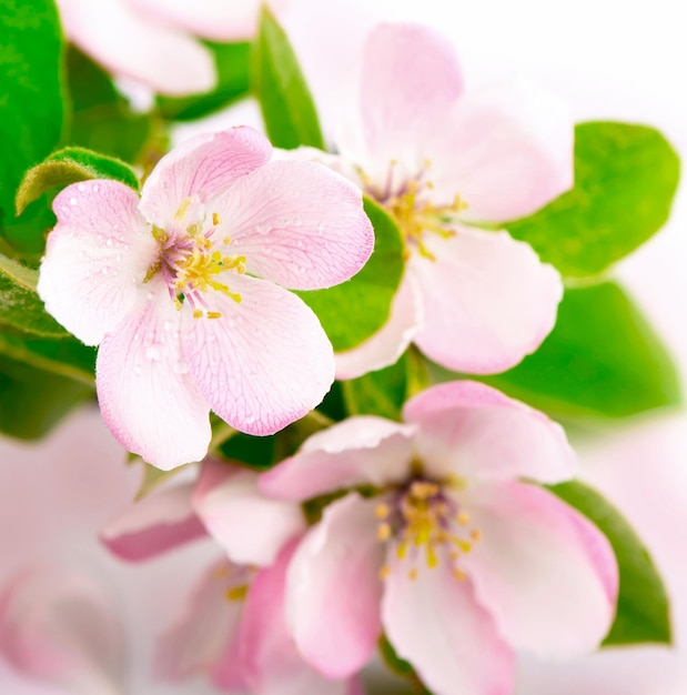 Fiori di melo Ramoscello di un giovane melo con foglie verdi su sfondo bianco