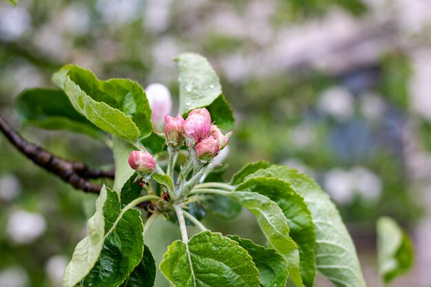 Fiori di melo rosa e gocce d'acqua