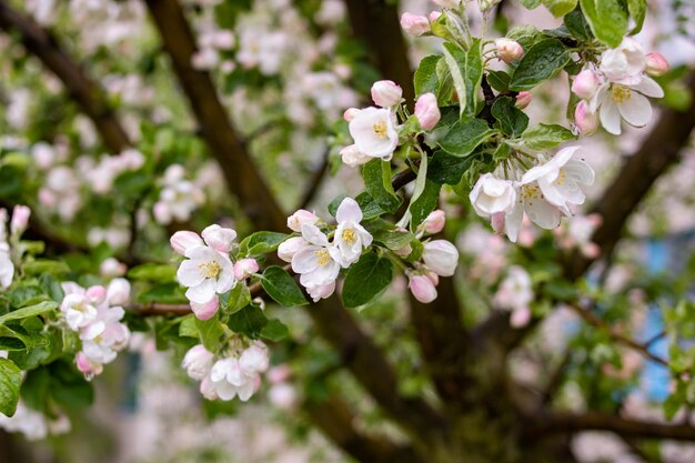 Fiori di melo rosa e gocce d'acqua