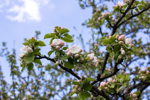 Fiori di melo rosa nel cielo blu