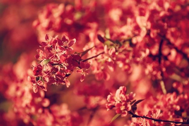 Fiori di melo rosso