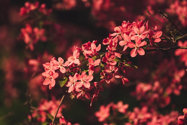 Fiori di melo rosso