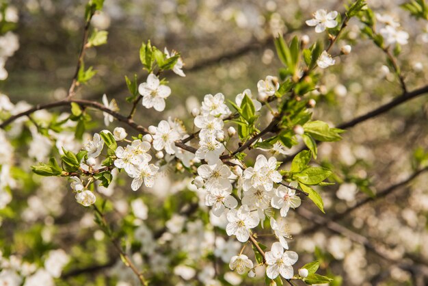 Fiori di melo sboccia in una giornata di primavera