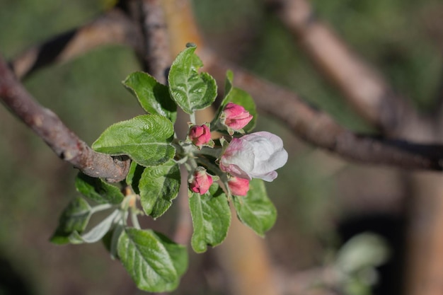 Fiori di melo sboccia in una giornata di primavera