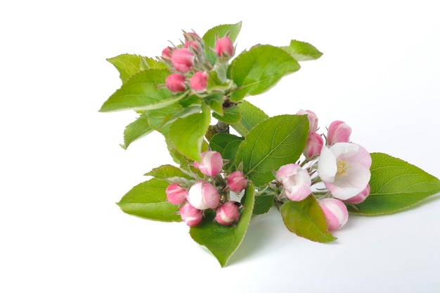 Fiori di melo su sfondo bianco