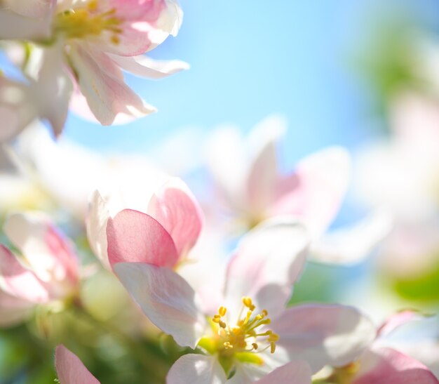 Fiori di melo su sfondo naturale sfocato nature