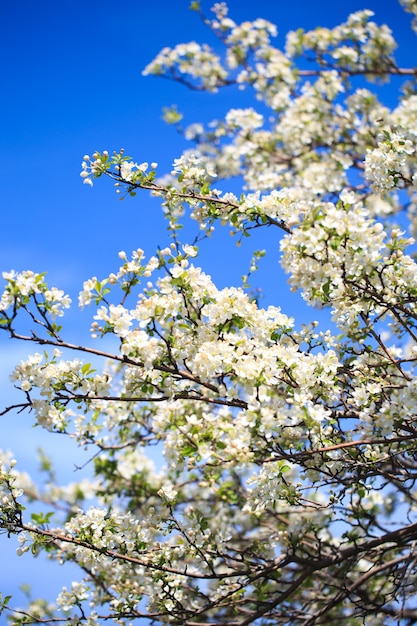 Fiori di melo su sfondo naturale sfocato nature