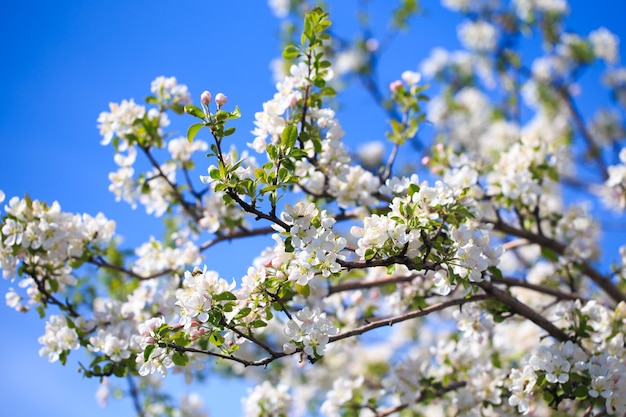 Fiori di melo su sfondo naturale sfocato nature