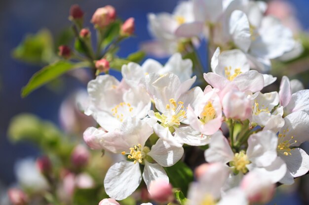 Fiori di melo su sfondo naturale sfocato nature