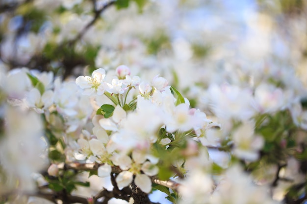 Fiori di melo su sfondo naturale sfocato nature