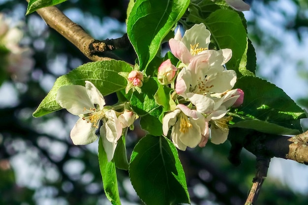 fiori di melo su un melo in fiore