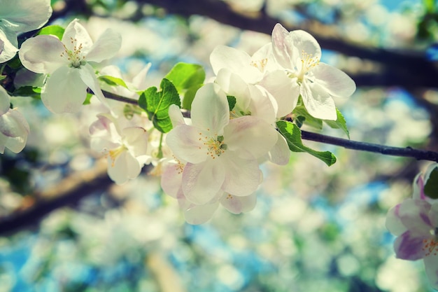fiori di melo sul ramoscello