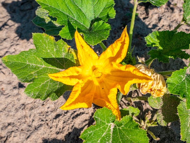 Fiori di melone giallo su un campo di fattoria