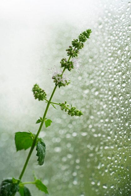 Fiori di menta coltivati a casa in primo piano.