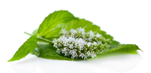 Fiori di menta fresca isolati su bianco