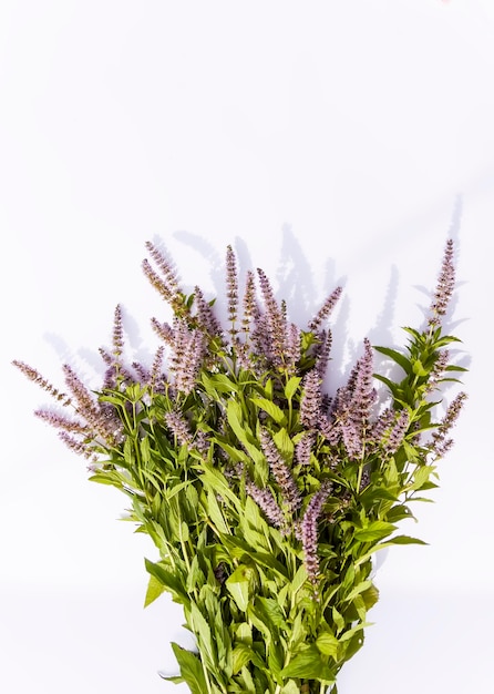 Fiori di menta fresca per prodotti cosmetici o tisane