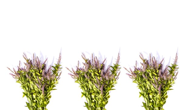 Fiori di menta fresca per prodotti cosmetici o tisane