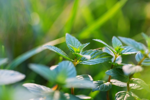 fiori di menta