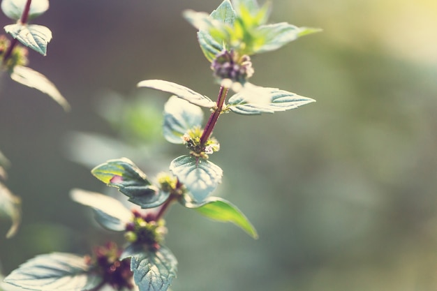 fiori di menta