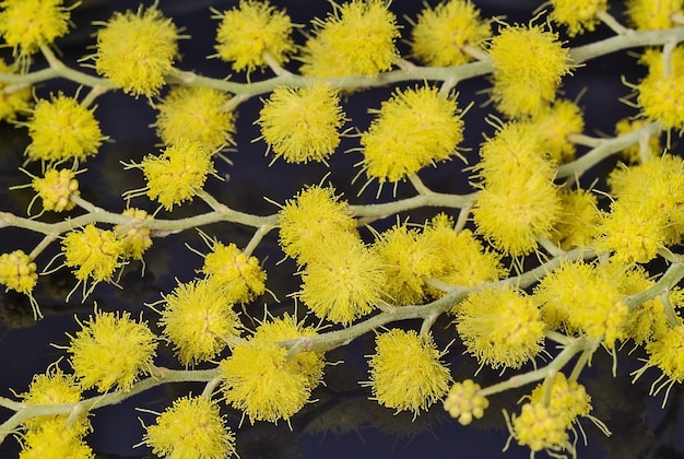 Fiori di mimosa gialla su sfondo scuro