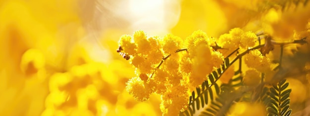 Fiori di mimosa sfondo luce solare primavera Giornata internazionale della donna 8 marzo