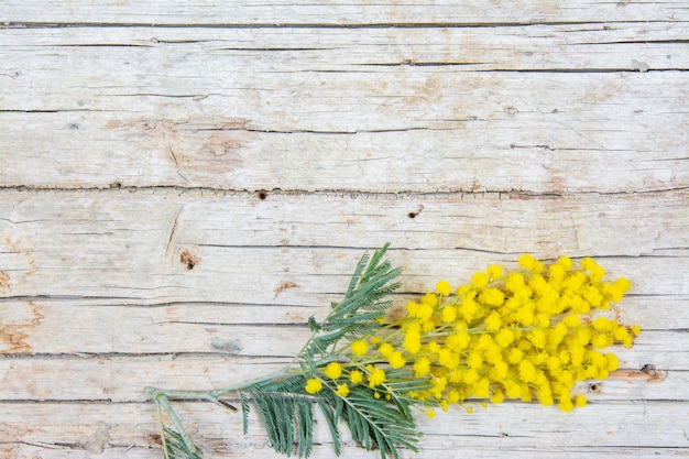 Fiori di mimosa su sfondo di legno 8 marzo simbolo della giornata delle donne e primavera