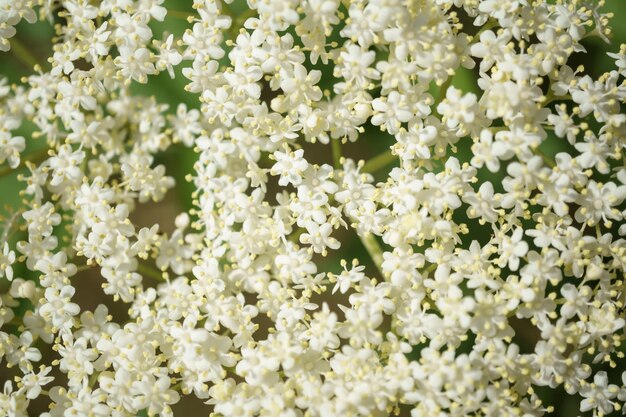 Fiori di mirtillo