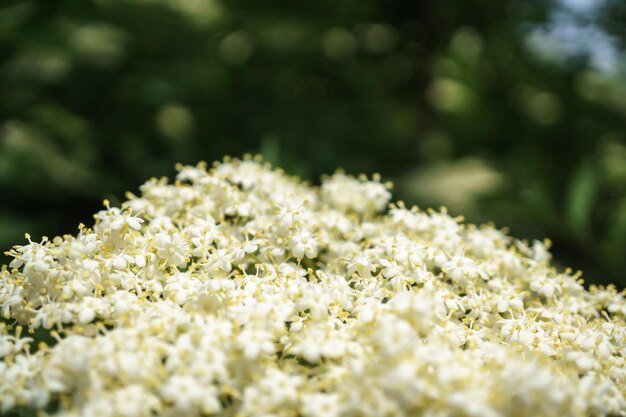 Fiori di mirtillo