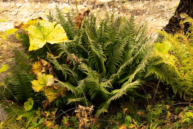 Fiori di montagna alpina Fiori di campo che crescono sulle montagne