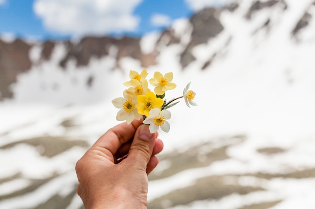 Fiori di montagna in mano su uno sfondo di montagne innevate. Paesaggio di montagna. mazzo di fiori gialli