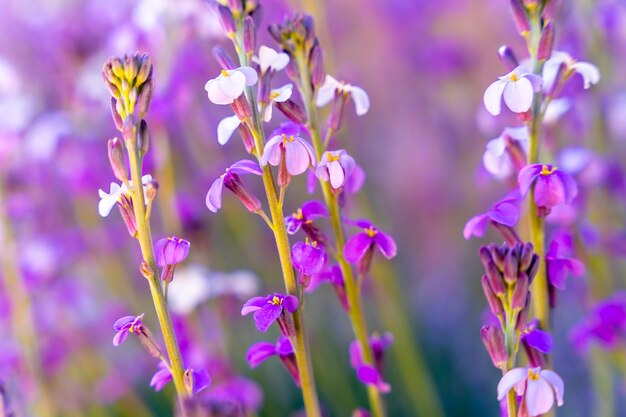 Fiori di montagna viola in cima ai Roques de Gracia e al Roque Cinchado nel Teide naturale delle Isole Canarie di Tenerife