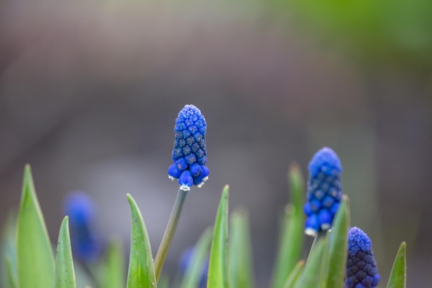 Fiori di muscari blu in fiore in primavera giornata di sole fotografia macro Fiore di giacinto d'uva blu