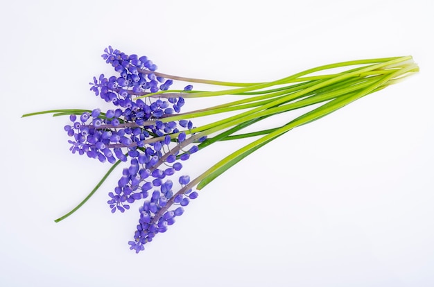 Fiori di muscari blu su sfondo bianco. Foto dello studio.