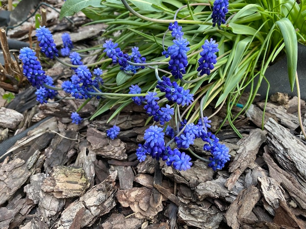 Fiori di muscari neglectum blu chiaro piantati in giardino che fioriscono in primavera