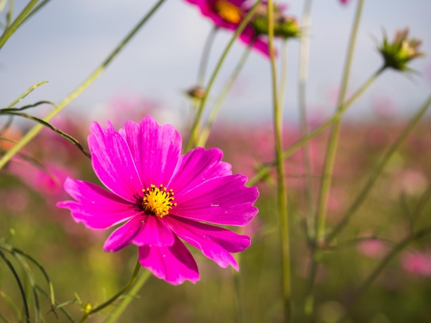 Fiori di muschio rosa sotto il cielo blu nuvoloso