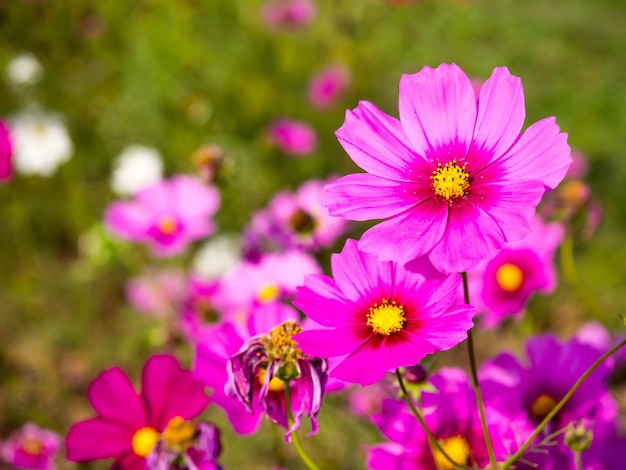 Fiori di muschio rosa sotto il cielo blu nuvoloso