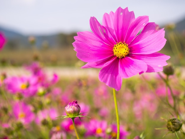 Fiori di muschio rosa sotto il cielo blu nuvoloso