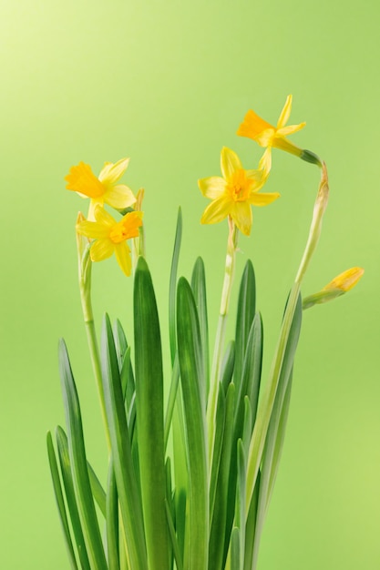 Fiori di narcisi gialli su sfondo verde Sfondo della natura di primavera