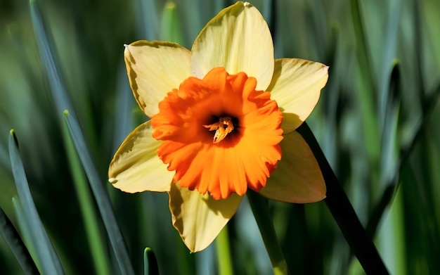 fiori di narcisi.