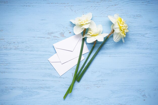 Fiori di narciso e buste bianche su sfondo di legno blu vista dall'alto