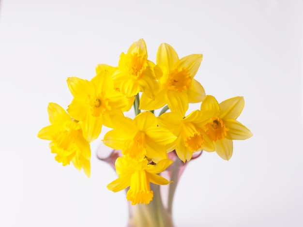 Fiori di narciso gialli